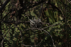 Tillandsia recurvata