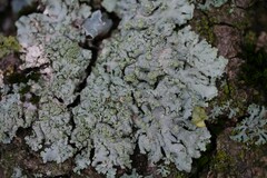 Physcia tribacioides