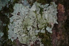 Flavoparmelia caperata