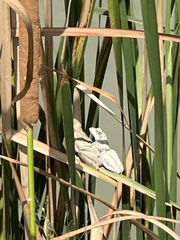 Chiromantis xerampelina