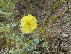 Argemone subfusiformis