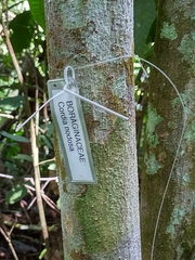 Cordia nodosa