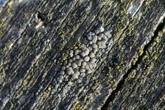 Lecanora symmicta