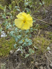 Argemone subfusiformis