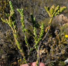 Lachnaea ruscifolia