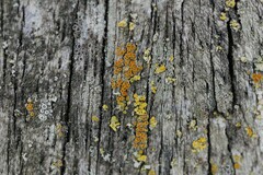 Athallia pyracea