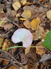 Russula fragilis