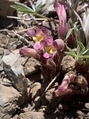 Aphyllon fasciculatum