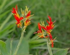 Canna indica