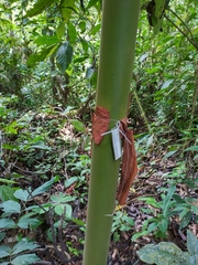 Calycophyllum megistocaulum