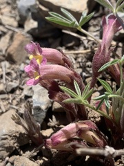 Aphyllon fasciculatum