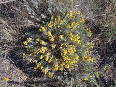 Galatella villosa