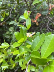 Myrcia