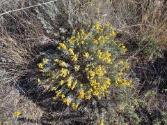 Galatella villosa
