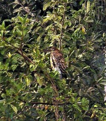 Tigrisoma fasciatum