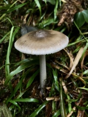 Amanita pachycolea
