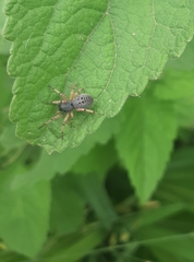 Trachelopachys