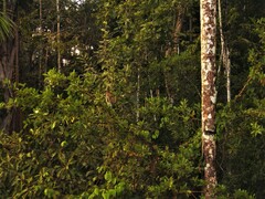 Tigrisoma fasciatum