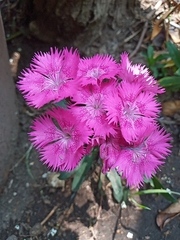 Dianthus chinensis