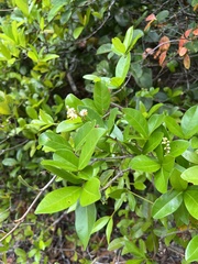 Myrcia