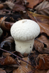Lycoperdon excipuliforme