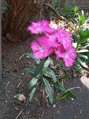 Dianthus chinensis