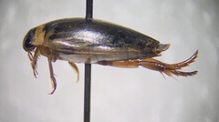 Coptotomus longulus
