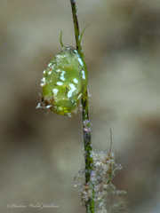 Smaragdia viridis