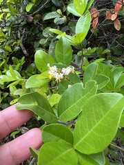 Myrcia