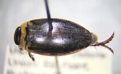 Coptotomus longulus