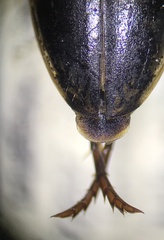 Coptotomus longulus