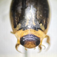 Coptotomus longulus