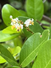 Myrcia