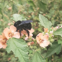 Bombus pauloensis