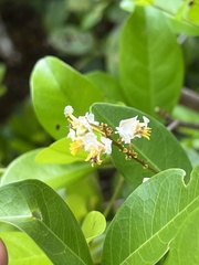 Myrcia