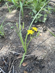 Hypoxis filiformis