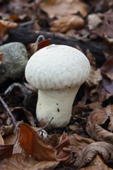 Lycoperdon excipuliforme
