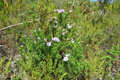 Psoralea aculeata