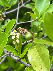 Myrcia