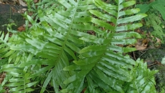 Polypodium macaronesicum azoricum