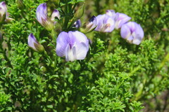 Psoralea aculeata