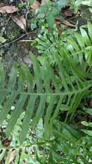 Polypodium macaronesicum azoricum