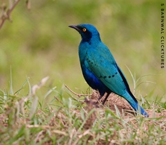 Lamprotornis chalybaeus