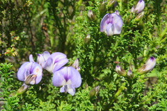 Psoralea aculeata