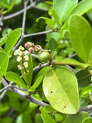 Myrcia