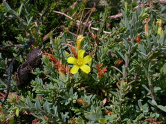 Hypericum aegypticum webbii