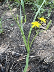 Hypoxis filiformis