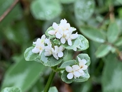 Galium saxatile