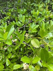 Myrcia