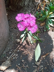 Dianthus chinensis